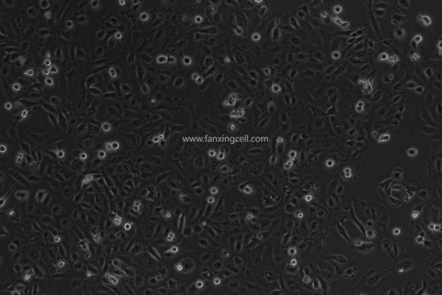 GES-1 人胃黏膜上皮细胞