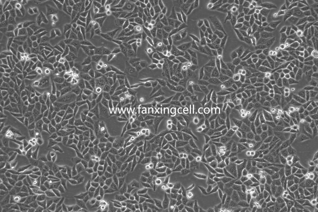 HeLa 人宫颈癌细胞