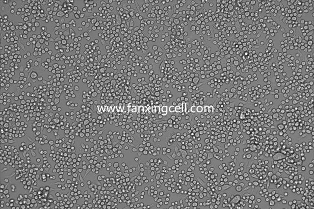 NUGC-4 人胃癌细胞