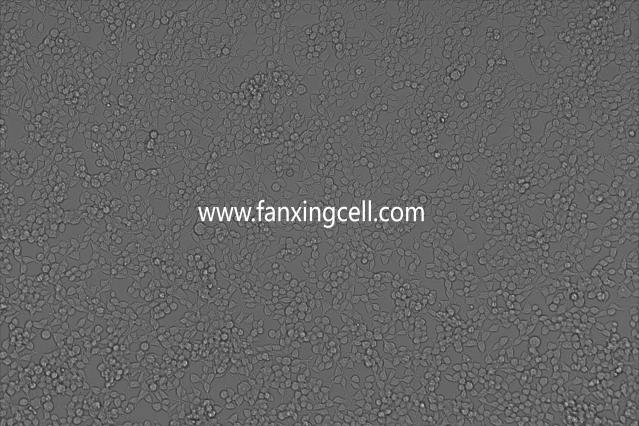 HEK293T 人胚肾细胞