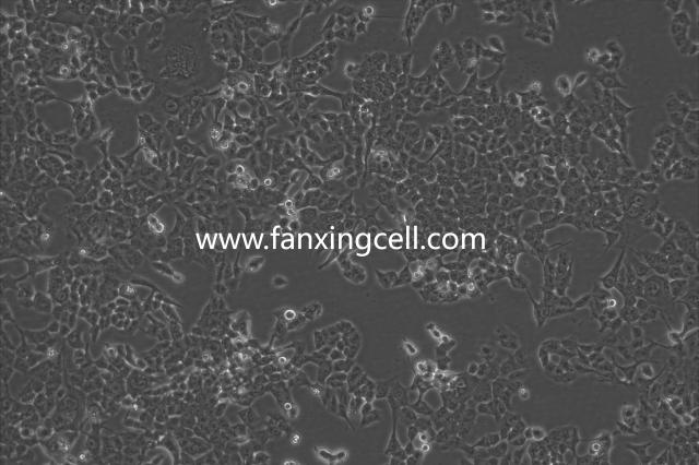 HCT116 人结直肠腺癌细胞