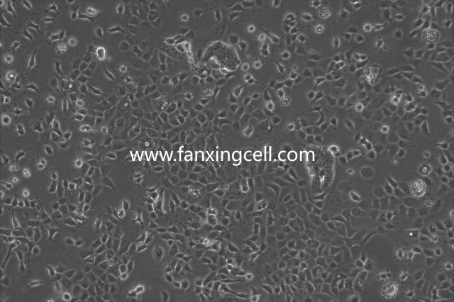 NCI-H508 人结肠直肠腺癌细胞